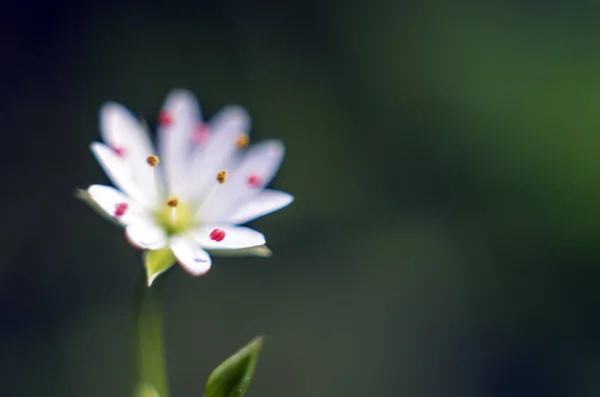 Parte Delle Piante Della Natura — Foto Stock