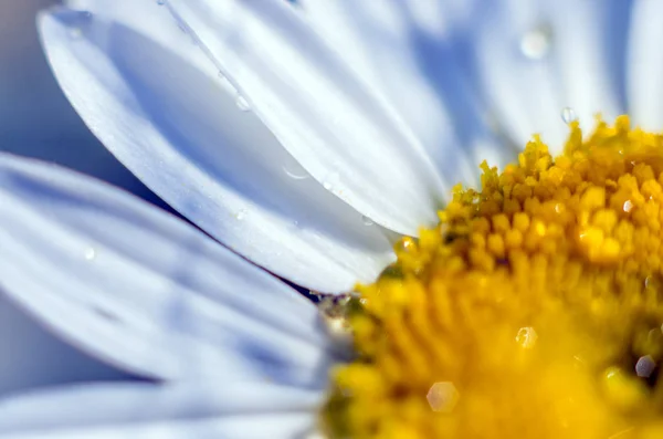 Del Växter Från Naturen — Stockfoto