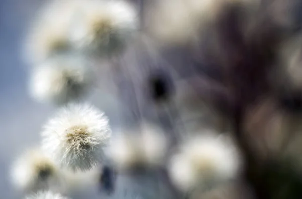 Parte Plantas Naturaleza — Foto de Stock