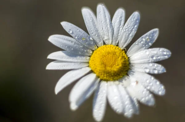 Del Växter Från Naturen — Stockfoto