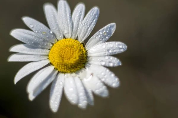 Del Växter Från Naturen — Stockfoto