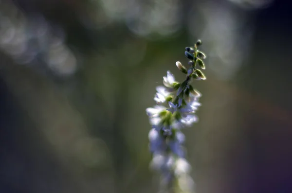 Teil Der Pflanzen Aus Der Natur — Stockfoto