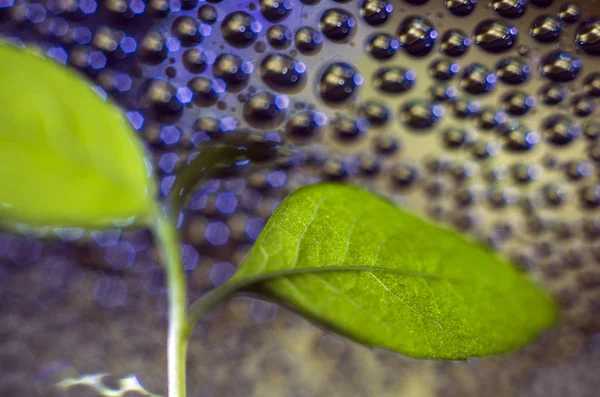 Doğadan bitki parçası