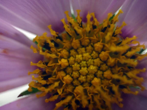 Teil Der Pflanzen Aus Der Natur — Stockfoto