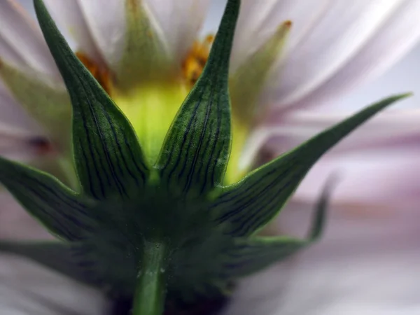 Parte Plantas Natureza — Fotografia de Stock