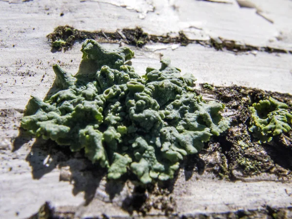 Doğadan bitki parçası