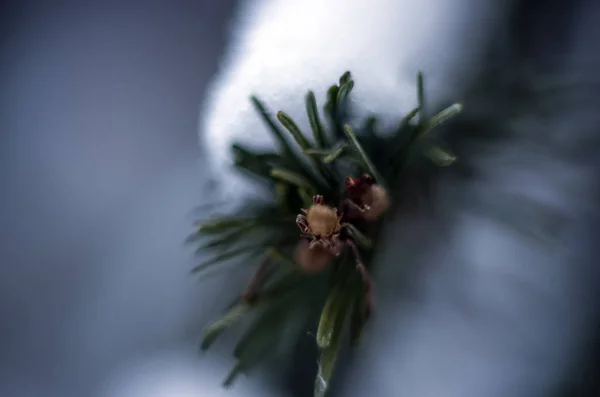 Teil Der Pflanzen Aus Der Natur — Stockfoto