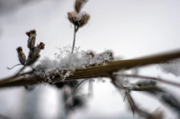 Teil Der Pflanzen Aus Der Natur — Stockfoto