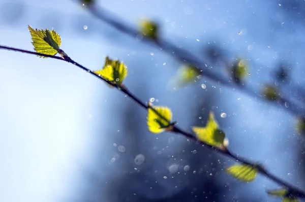 Del Växter Från Naturen — Stockfoto