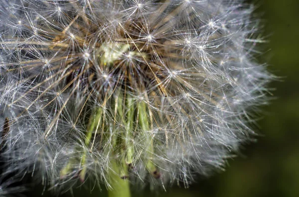 Teil Der Pflanzen Aus Der Natur — Stockfoto