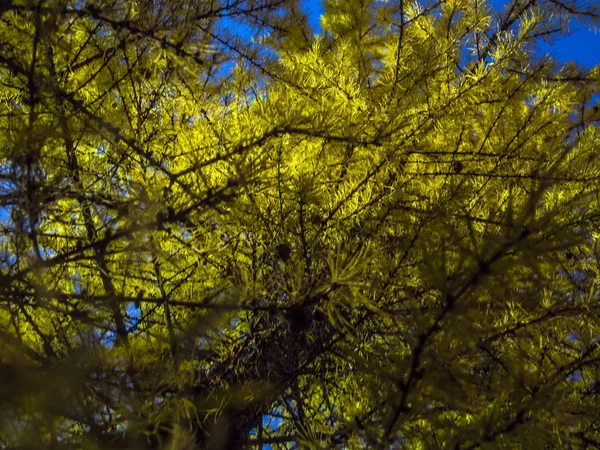 Teil Der Pflanzen Aus Der Natur — Stockfoto