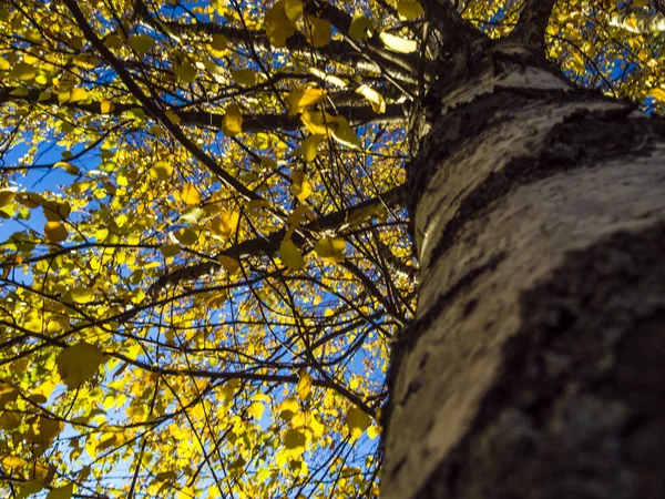 Parte Plantas Natureza — Fotografia de Stock