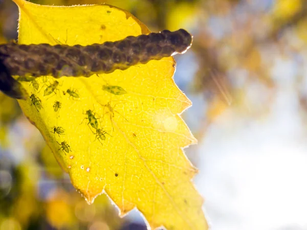 Partie Des Plantes Nature — Photo