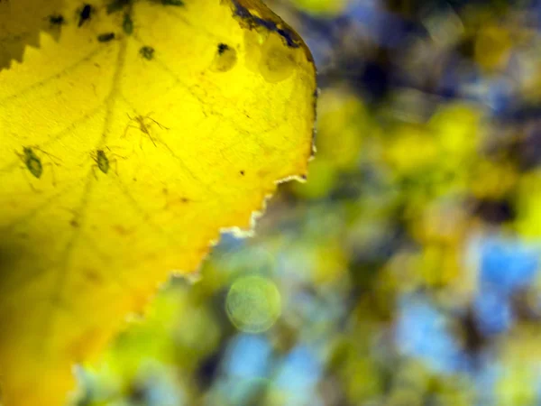 Parte Plantas Natureza — Fotografia de Stock