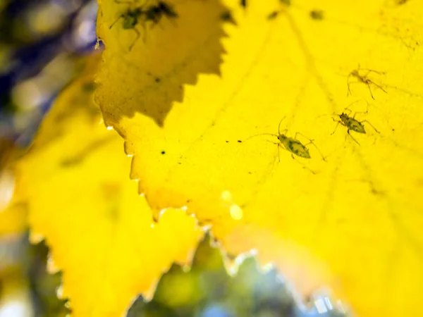 Parte Plantas Natureza — Fotografia de Stock