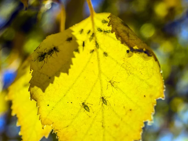 Partie Des Plantes Nature — Photo