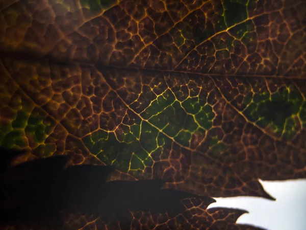 Doğadan bitki parçası