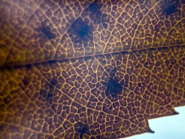 Doğadan bitki parçası