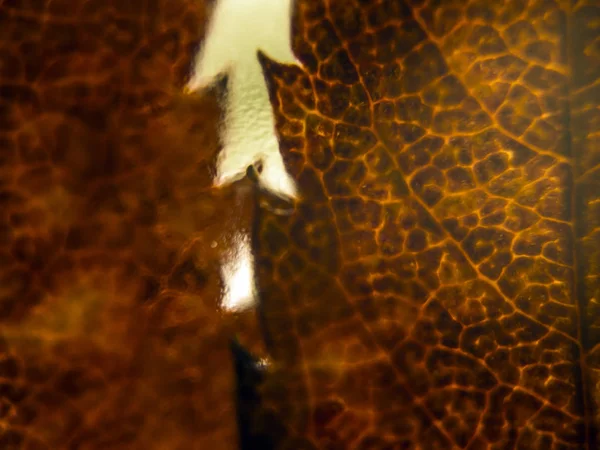 Doğadan bitki parçası