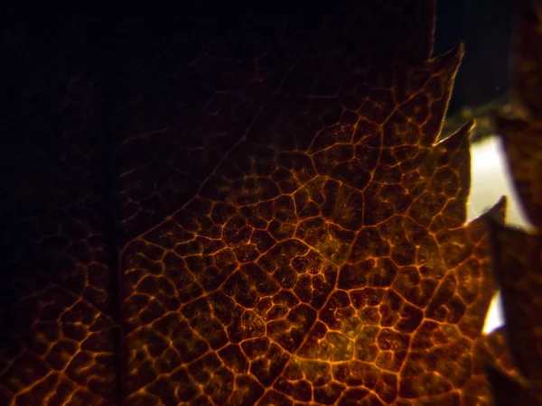 Doğadan bitki parçası