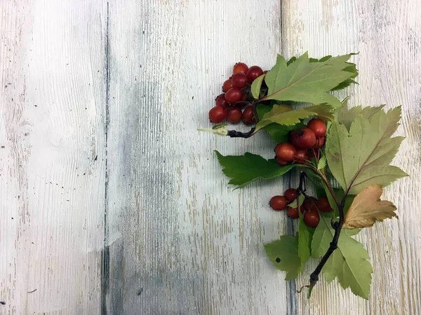 Doğadan bitki parçası