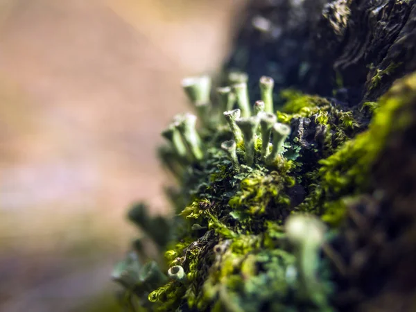 Onderdeel Van Planten Uit Natuur — Stockfoto