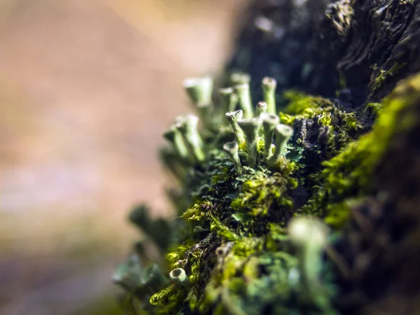 Teil Der Pflanzen Aus Der Natur — Stockfoto