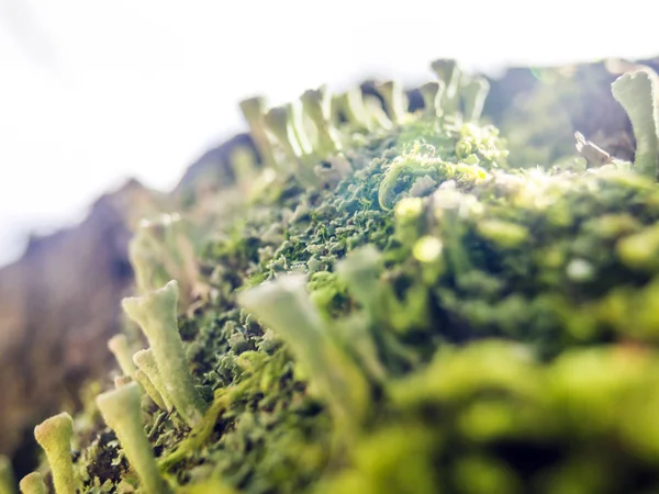 Onderdeel Van Planten Uit Natuur — Stockfoto