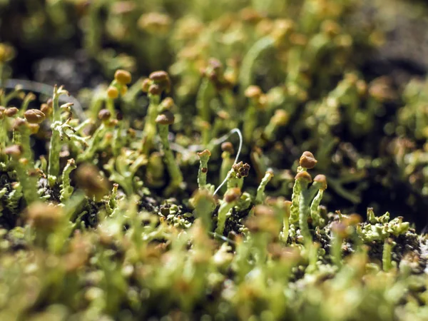 Doğadan bitki parçası