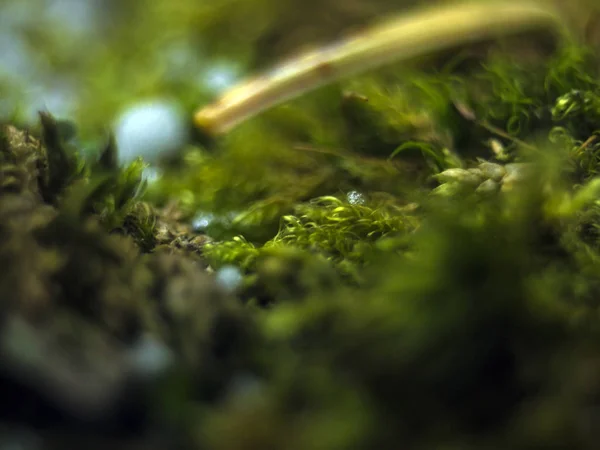 Teil Der Pflanzen Aus Der Natur — Stockfoto