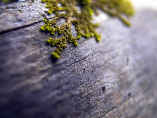 Doğadan bitki parçası