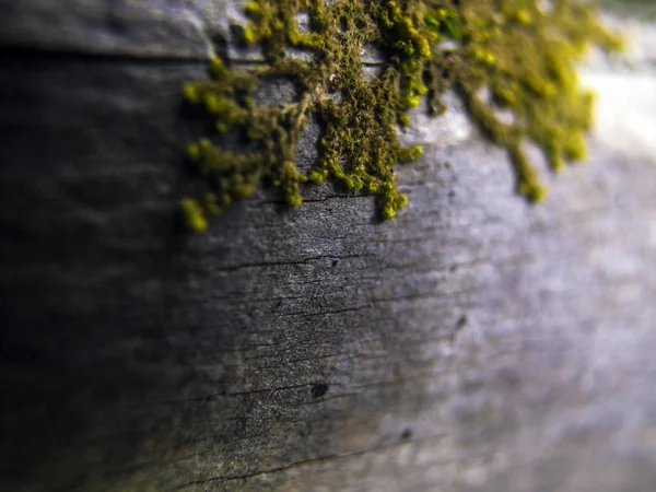 Doğadan bitki parçası