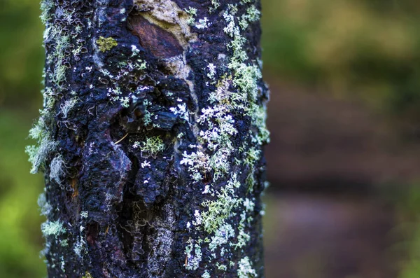 Část Rostlin Přírody — Stock fotografie