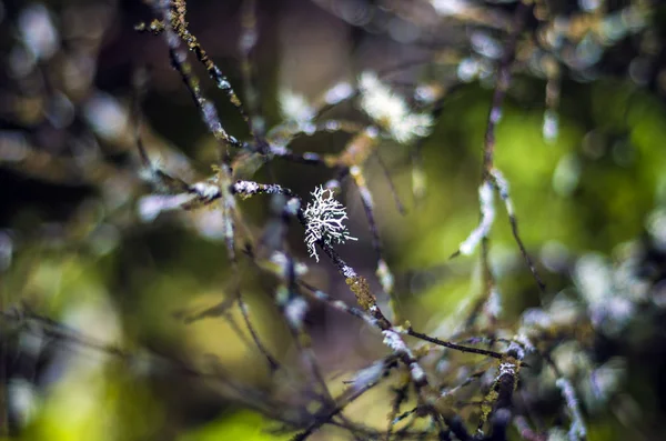 Teil Der Pflanzen Aus Der Natur — Stockfoto