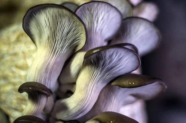 mantar orman bölgesi