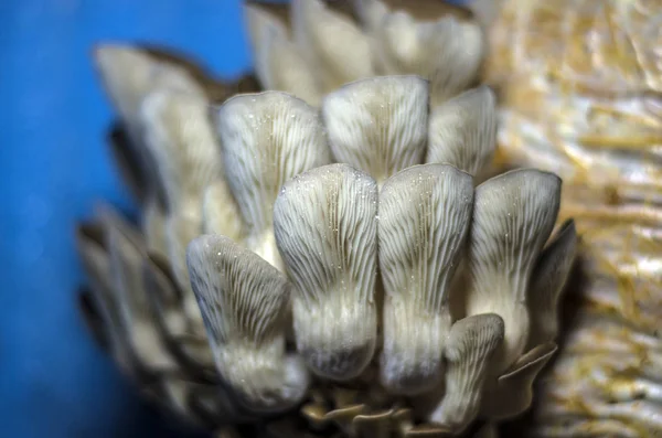 mantar orman bölgesi