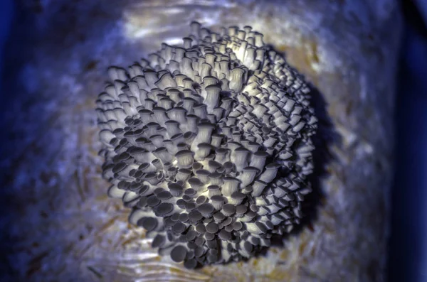 mantar orman bölgesi