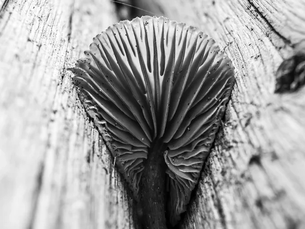 mantar orman bölgesi