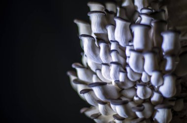 mantar orman bölgesi