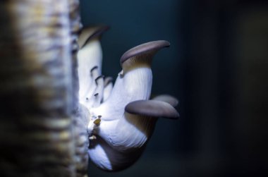 mantar orman bölgesi