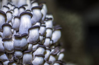 mantar orman bölgesi