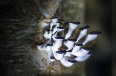 mantar orman bölgesi