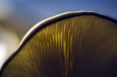 mantar orman bölgesi