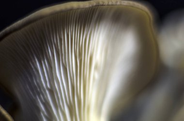 mantar orman bölgesi