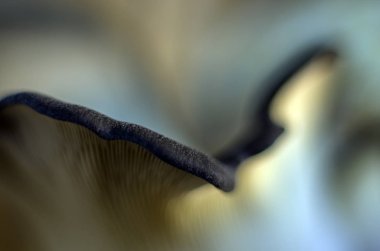 mantar orman bölgesi