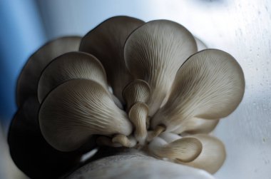 mantar orman bölgesi