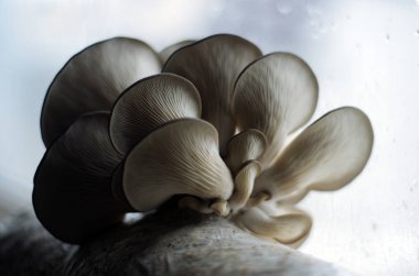 mantar orman bölgesi