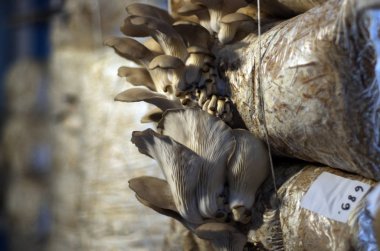 mantar orman bölgesi