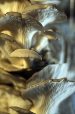 mantar orman bölgesi