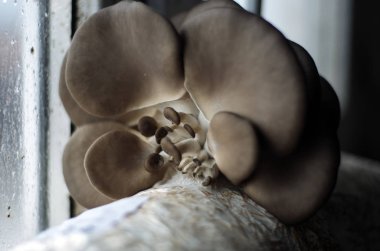 mantar orman bölgesi